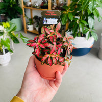 Fittonia 'Forest Flame' in Oslo Mini Sienna