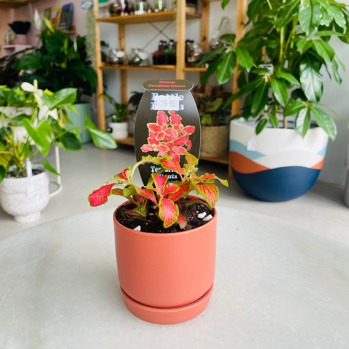 Fittonia 'Paradisian Inferno' in Oslo Mini Sienna