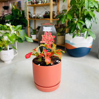 Fittonia 'Paradisian Inferno' in Oslo Mini Sienna