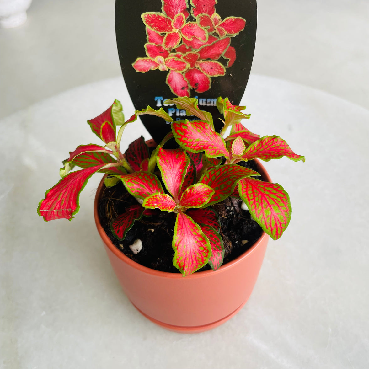 Fittonia 'Paradisian Inferno' in Oslo Mini Sienna