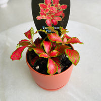 Fittonia 'Paradisian Inferno' in Oslo Mini Sienna