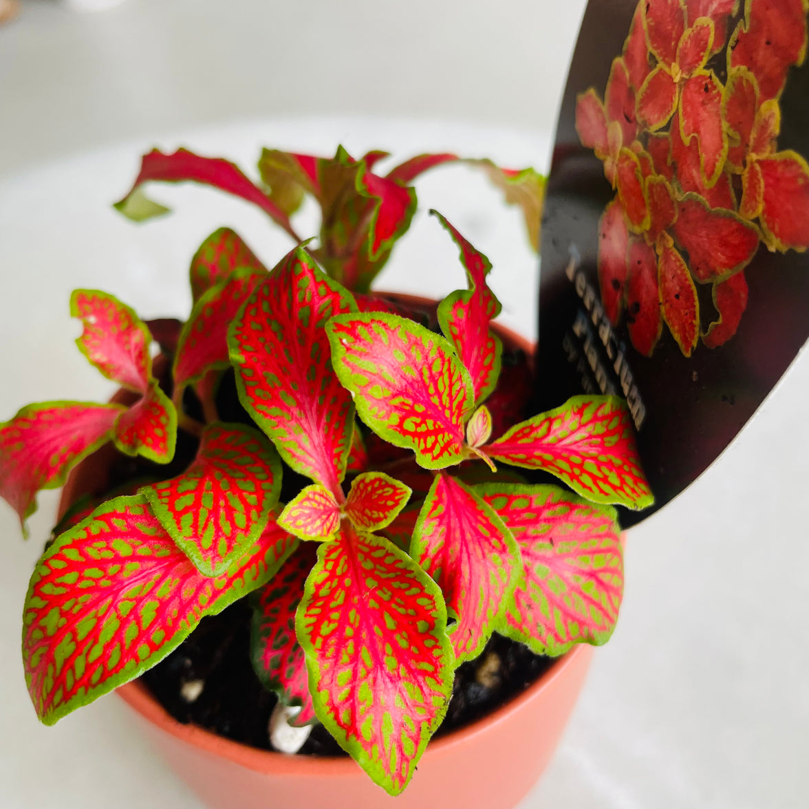 Fittonia 'Paradisian Inferno' in Oslo Mini Sienna