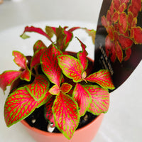 Fittonia 'Paradisian Inferno' in Oslo Mini Sienna