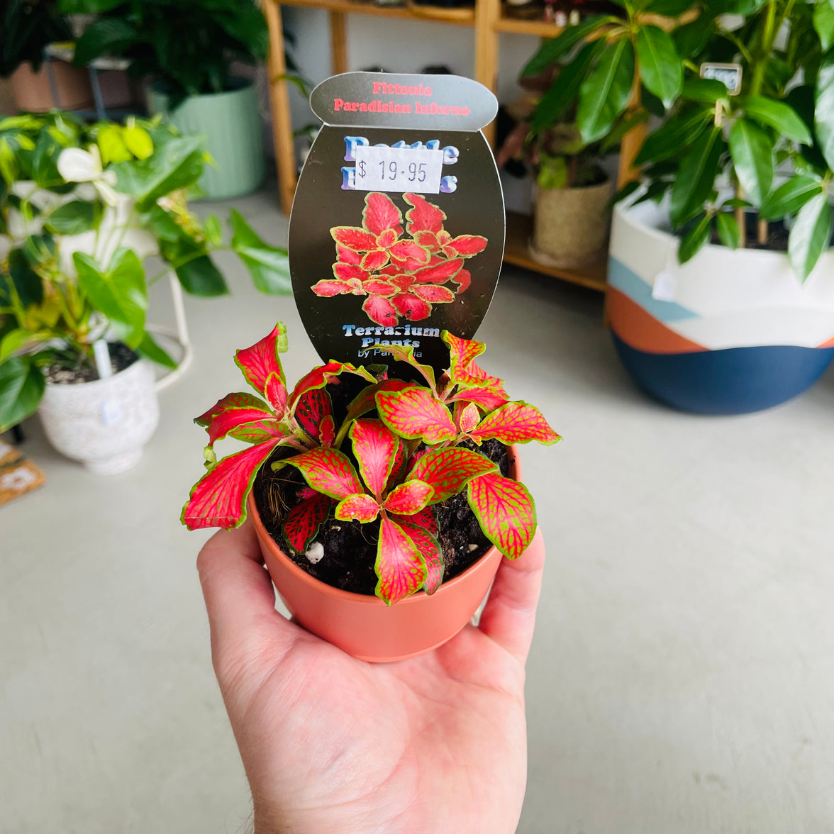 Fittonia 'Paradisian Inferno' in Oslo Mini Sienna