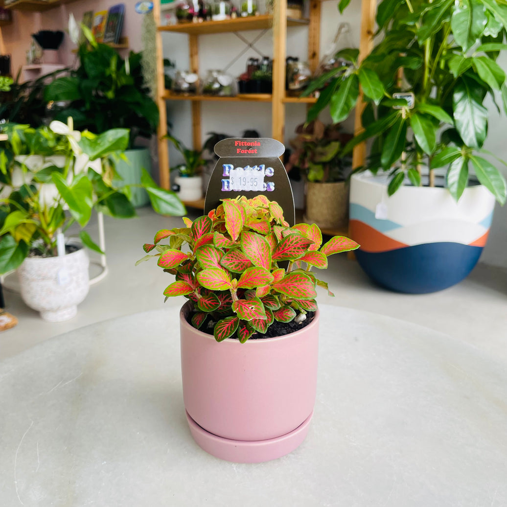 Fittonia 'Forest' in Oslo Mini Mallow