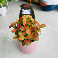 Fittonia 'Forest' in Oslo Mini Mallow