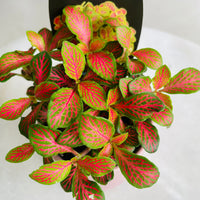 Fittonia 'Forest' in Oslo Mini Mallow