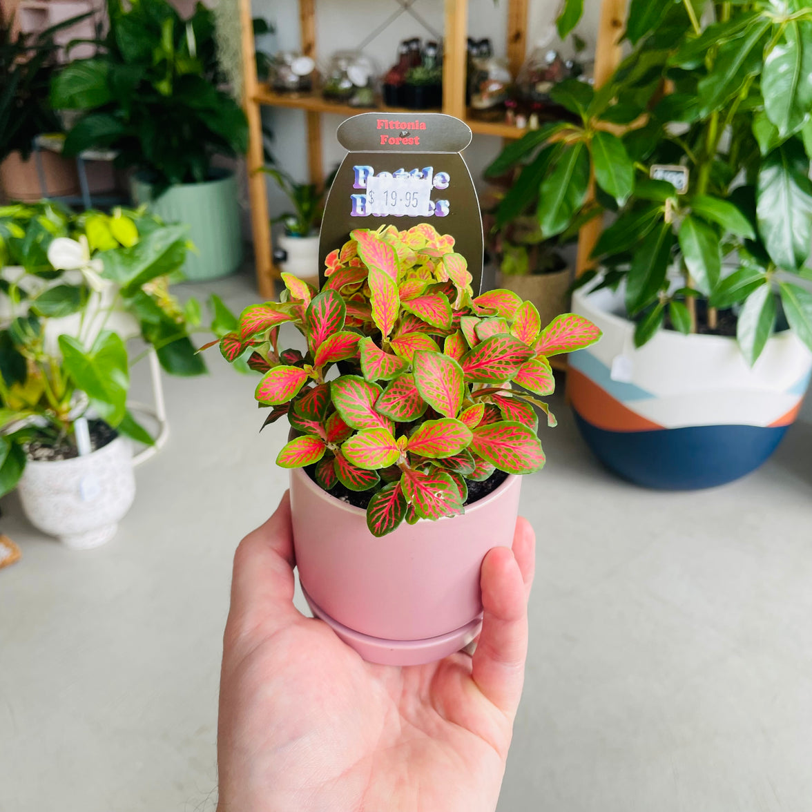 Fittonia 'Forest' in Oslo Mini Mallow