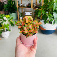 Fittonia 'Forest' in Oslo Mini Mallow