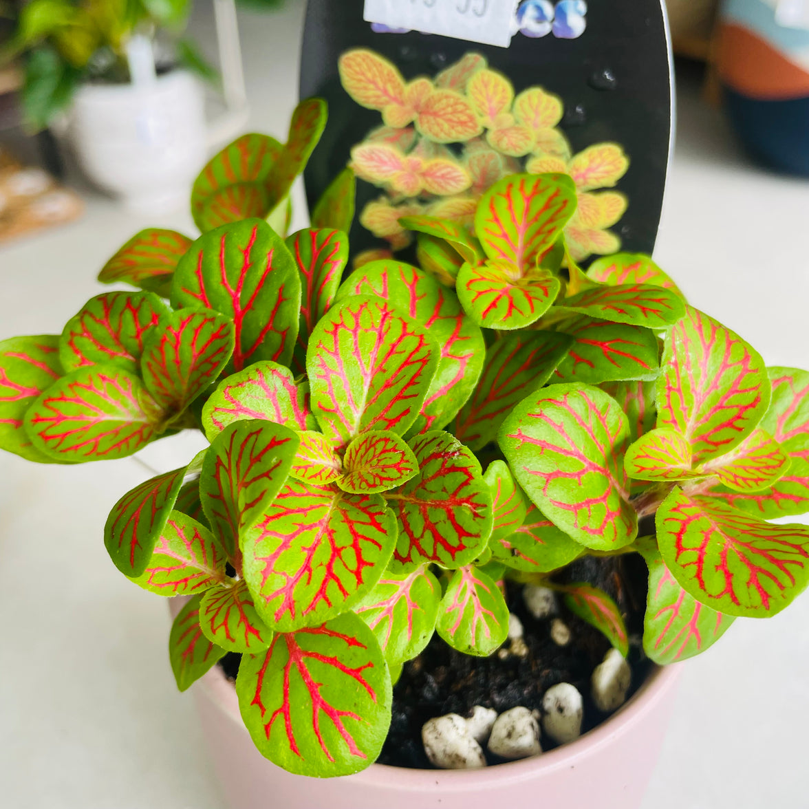 Fittonia 'Jade' in Oslo Mini Mallow
