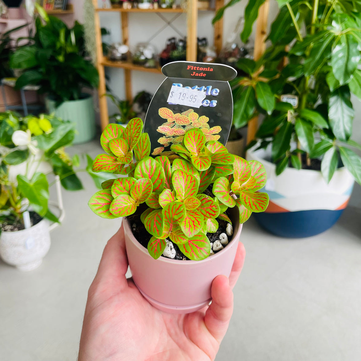 Fittonia 'Jade' in Oslo Mini Mallow