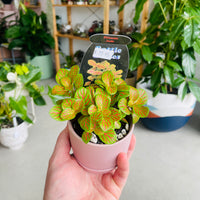 Fittonia 'Jade' in Oslo Mini Mallow