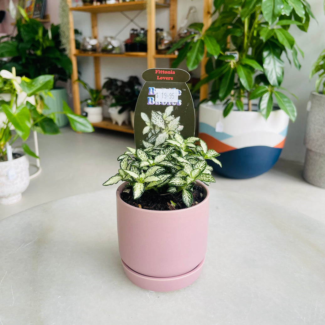 Fittonia 'Lovers' in Oslo Mini Mallow