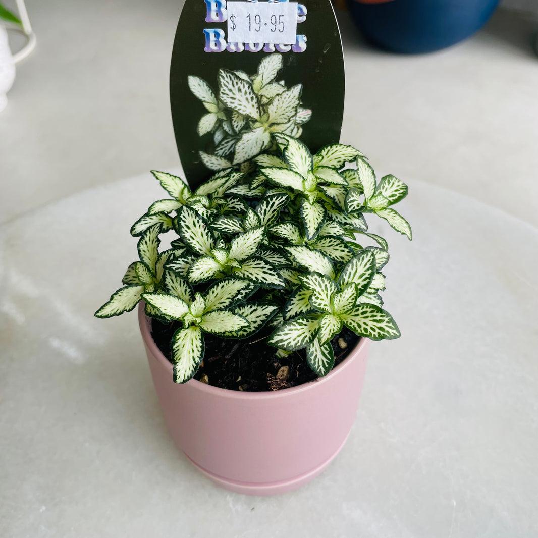 Fittonia 'Lovers' in Oslo Mini Mallow
