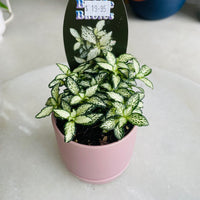 Fittonia 'Lovers' in Oslo Mini Mallow