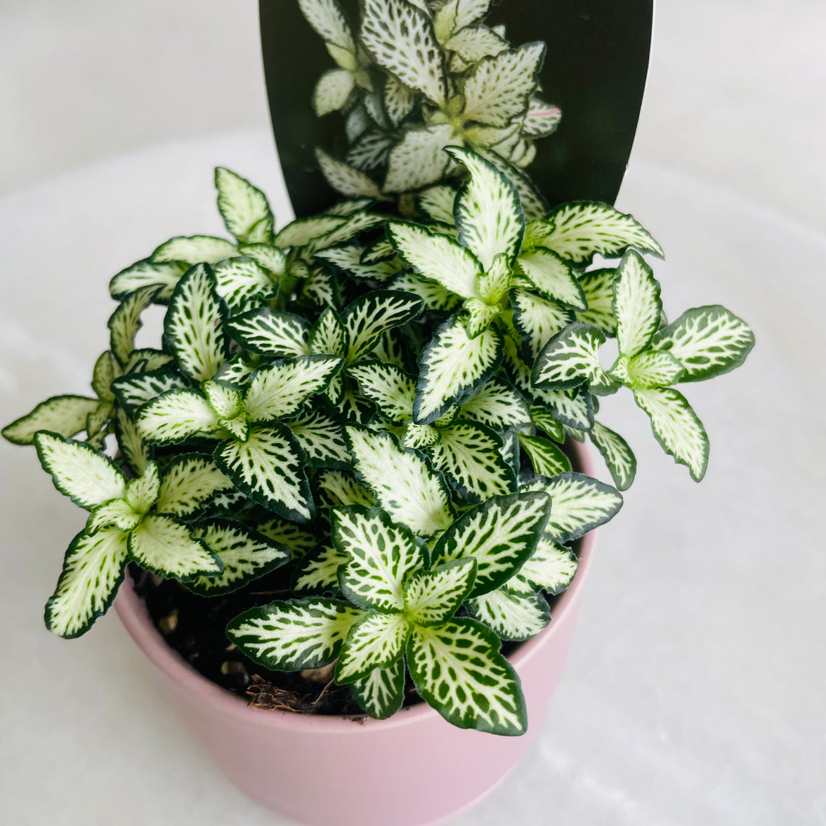 Fittonia 'Lovers' in Oslo Mini Mallow