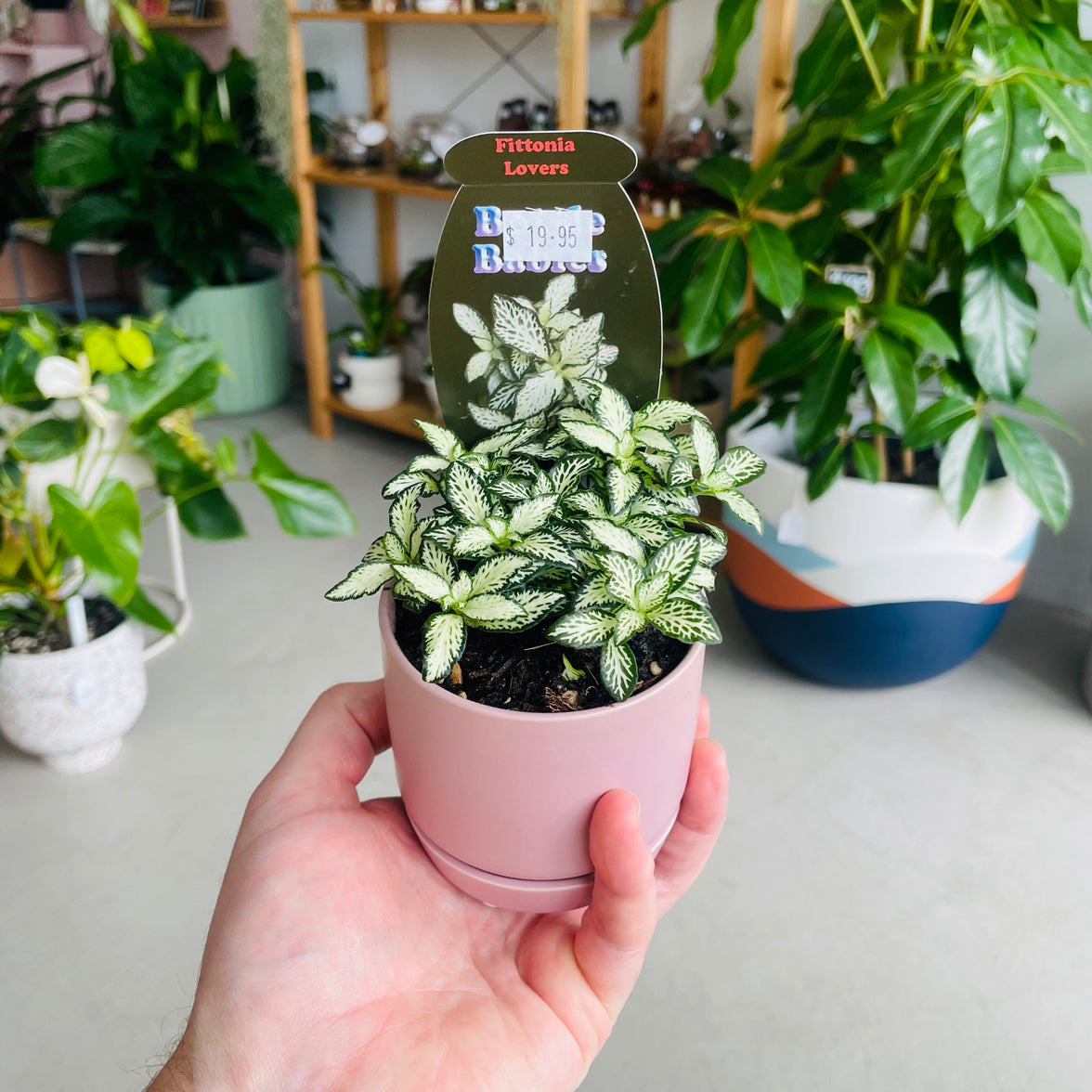 Fittonia 'Lovers' in Oslo Mini Mallow