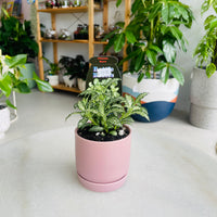 Fittonia 'Snow' in Oslo Mini Mallow