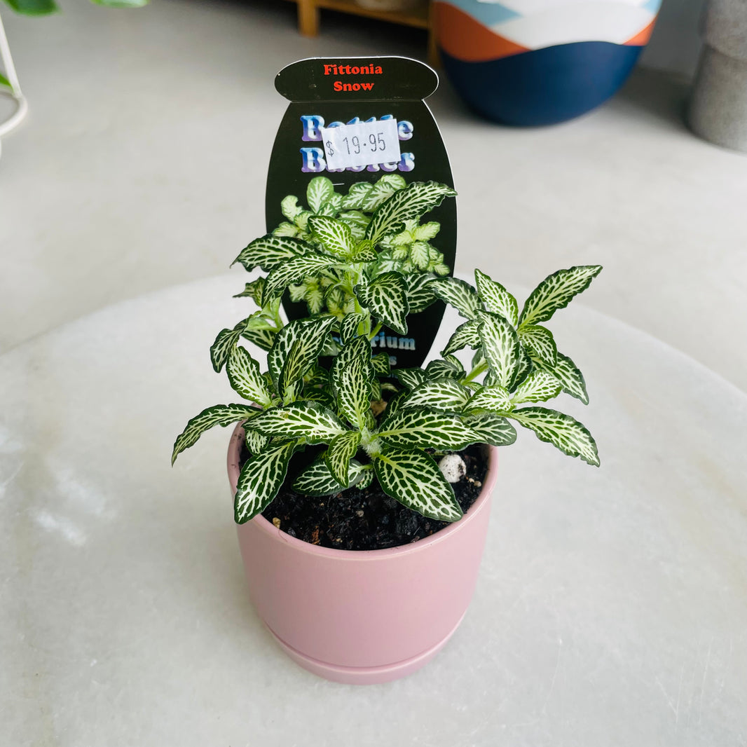 Fittonia 'Snow' in Oslo Mini Mallow