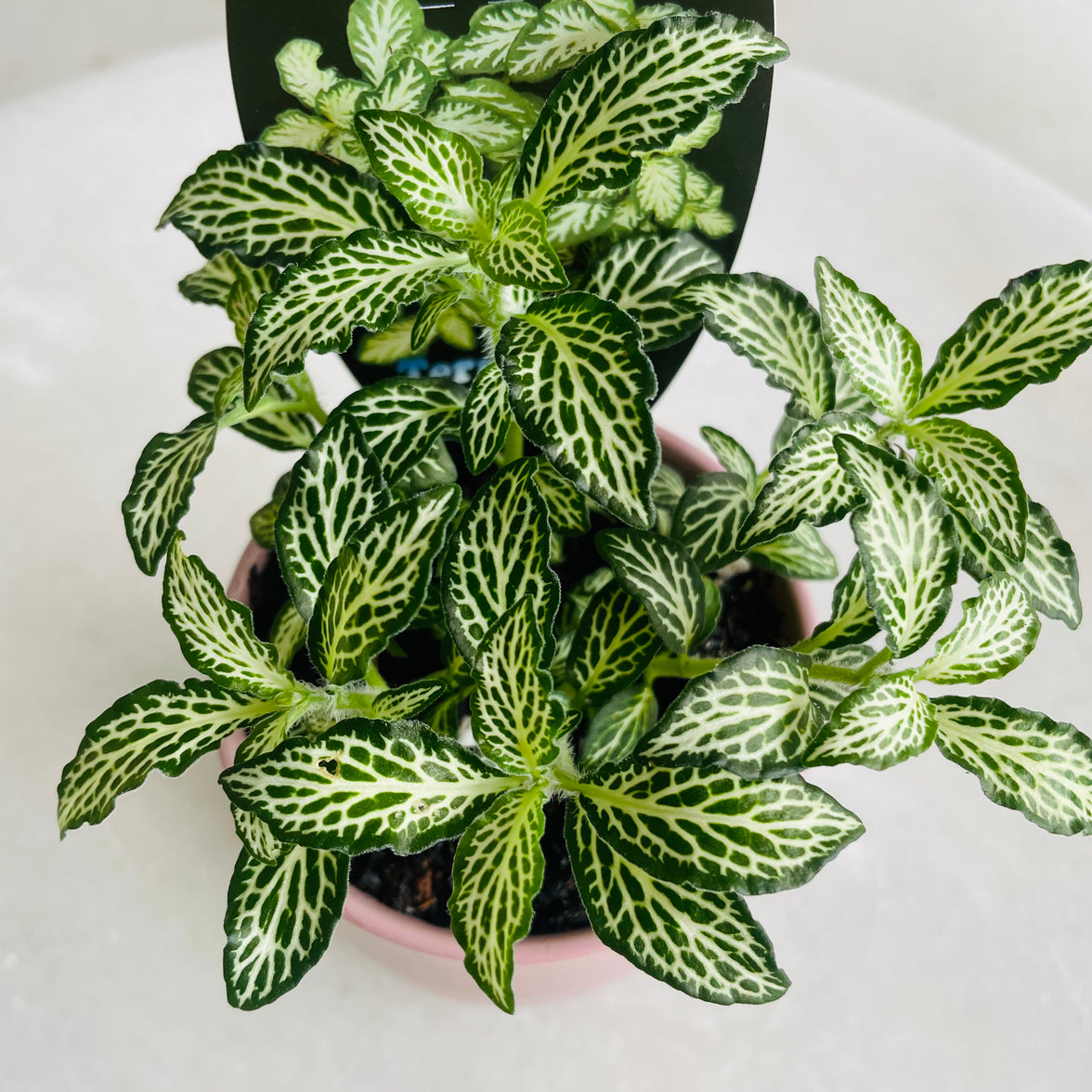 Fittonia 'Snow' in Oslo Mini Mallow