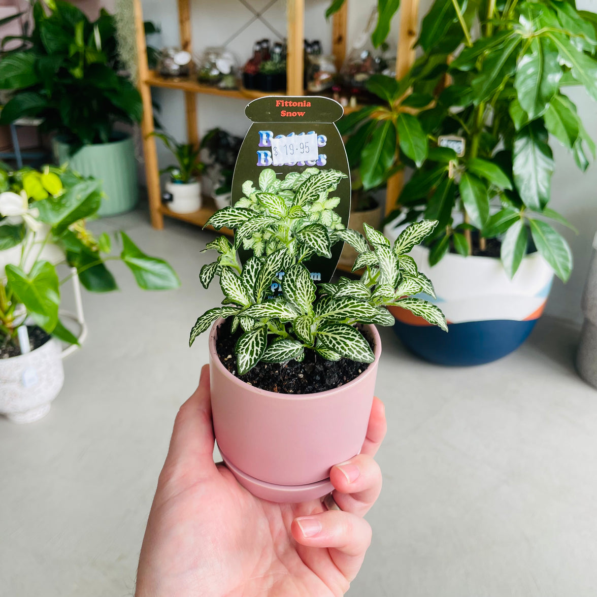 Fittonia 'Snow' in Oslo Mini Mallow