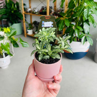 Fittonia 'Snow' in Oslo Mini Mallow