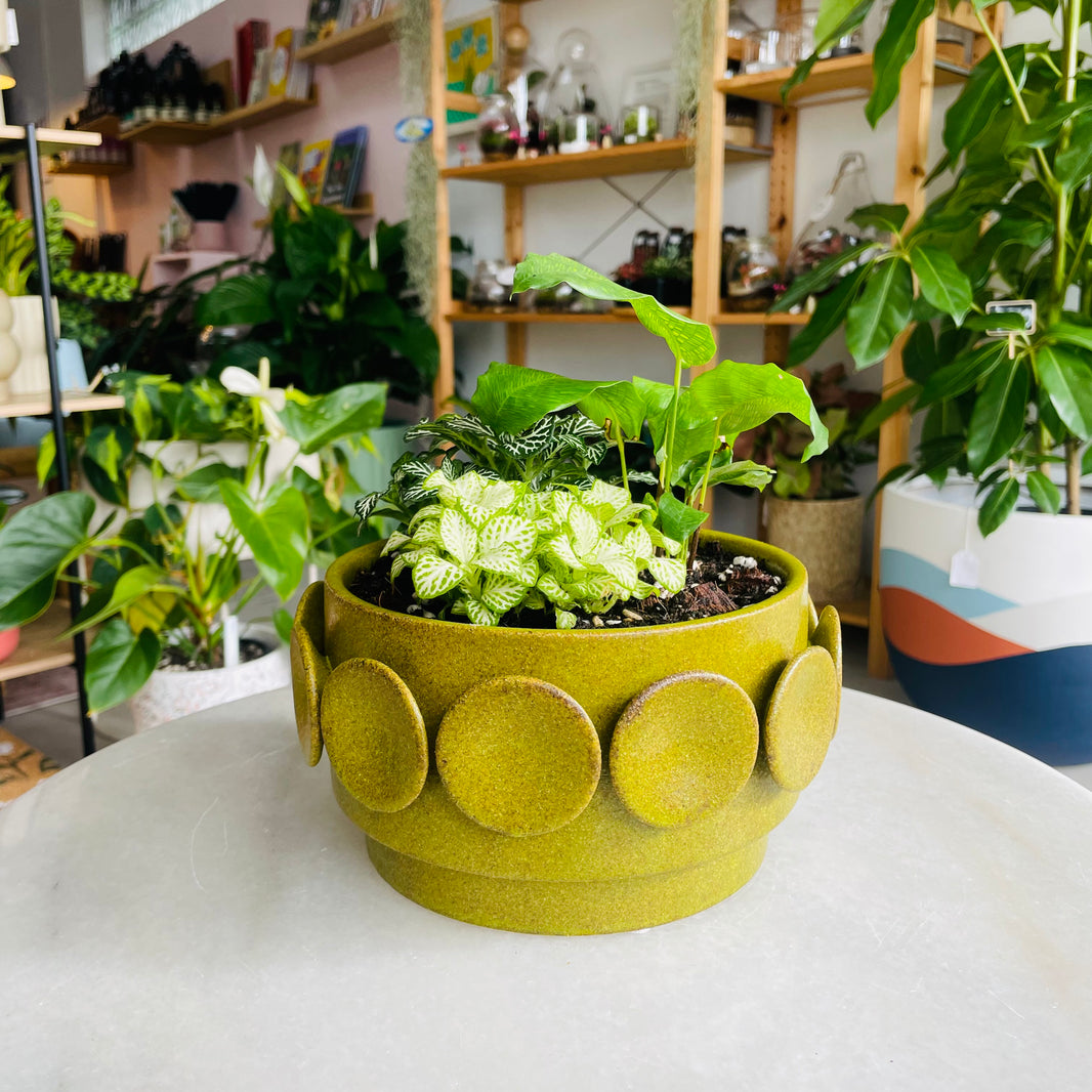 Perry Ceramic Planter Wide Arrangement
