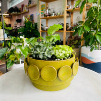 Perry Ceramic Planter Wide Arrangement