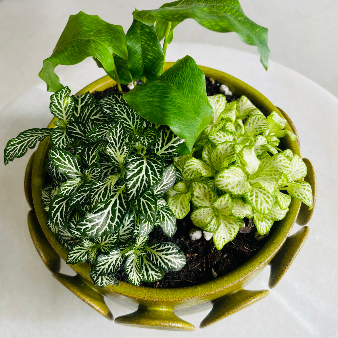 Perry Ceramic Planter Wide Arrangement