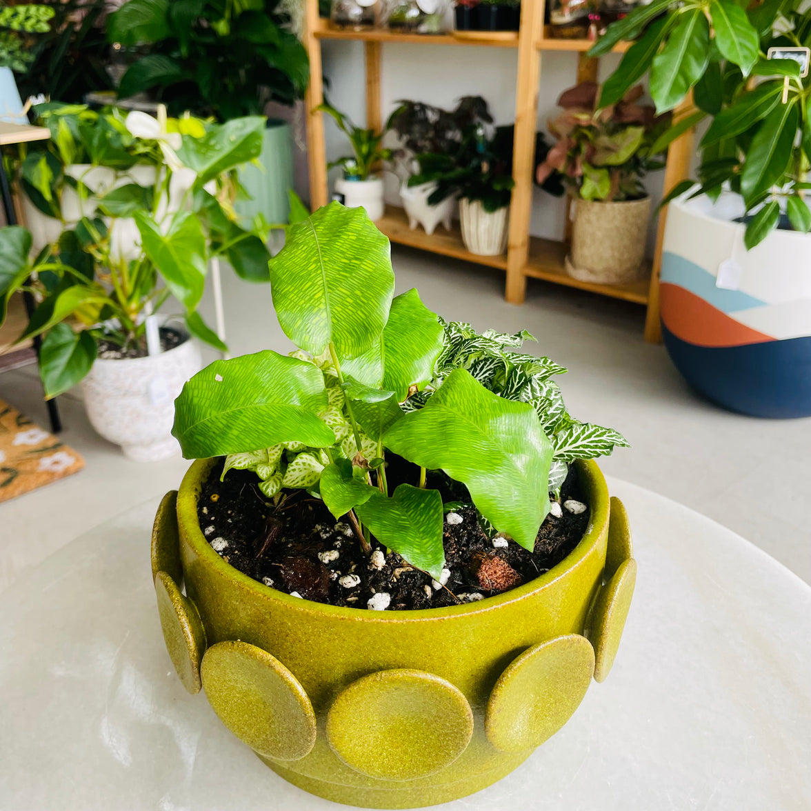 Perry Ceramic Planter Wide Arrangement