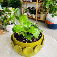 Perry Ceramic Planter Wide Arrangement