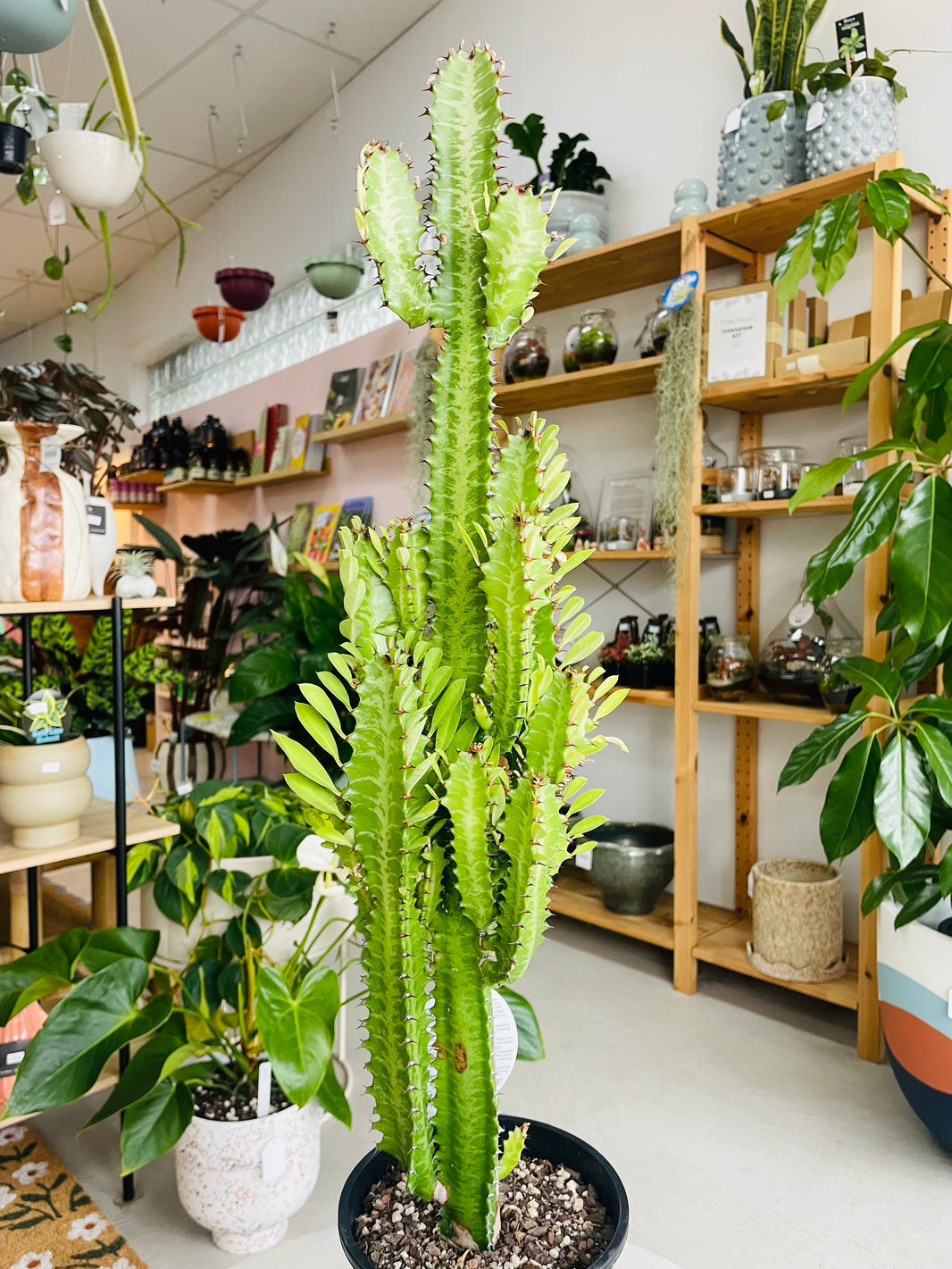 Euphorbia trigona 'Green African Milk Tree' 150mm Nursery Pot
