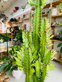 Euphorbia trigona 'Green African Milk Tree' 150mm Nursery Pot