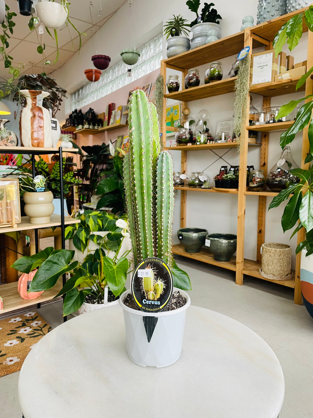 Cereus peruvianus 'Peruvian Apple Cactus' 130mm Nursery Pot