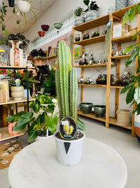 Cereus peruvianus 'Peruvian Apple Cactus' 130mm Nursery Pot
