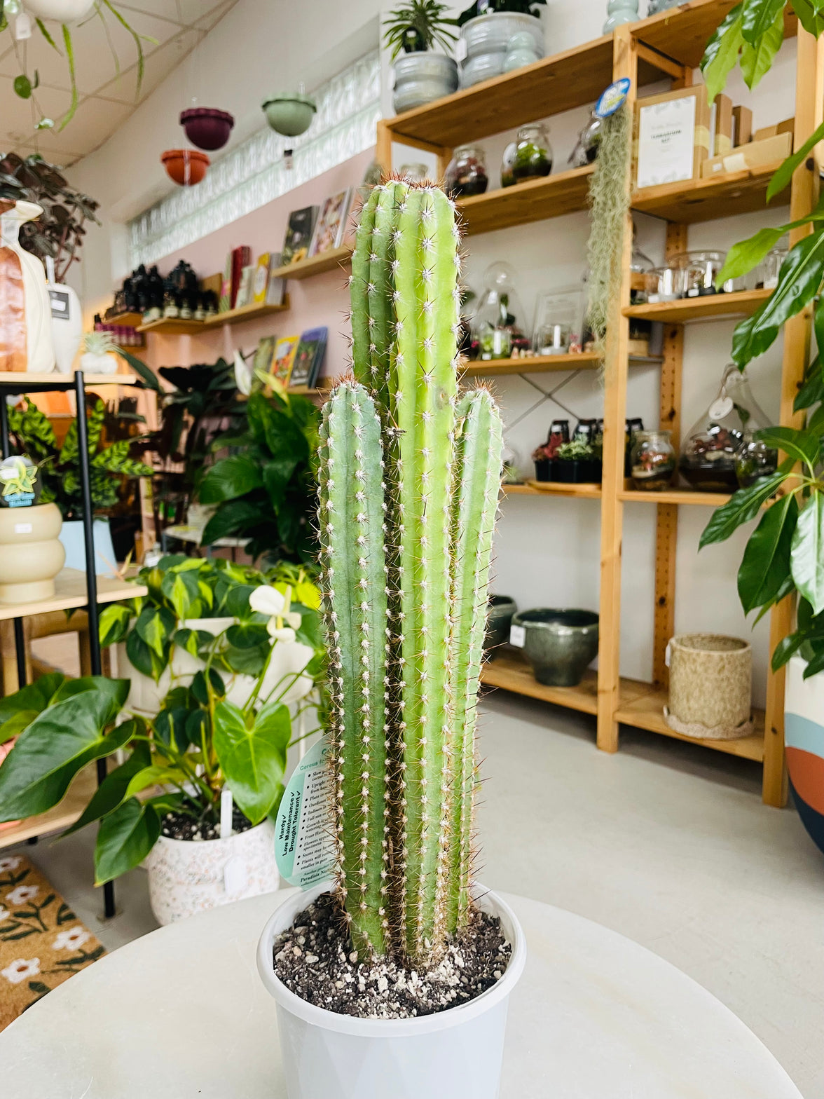 Cereus peruvianus 'Peruvian Apple Cactus' 130mm Nursery Pot