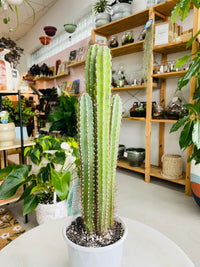 Cereus peruvianus 'Peruvian Apple Cactus' 130mm Nursery Pot