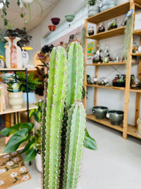 Cereus peruvianus 'Peruvian Apple Cactus' 130mm Nursery Pot
