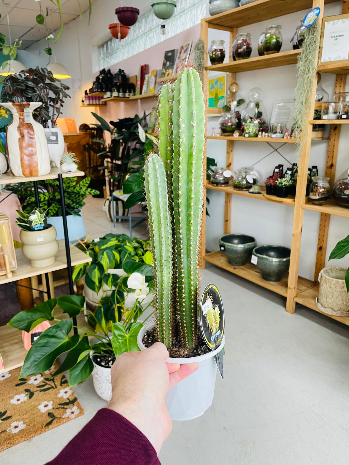 Cereus peruvianus 'Peruvian Apple Cactus' 130mm Nursery Pot