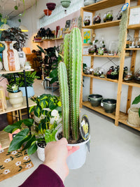 Cereus peruvianus 'Peruvian Apple Cactus' 130mm Nursery Pot