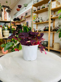 Oxalis purpurea var. 'Garnet' 130mm nursery pot