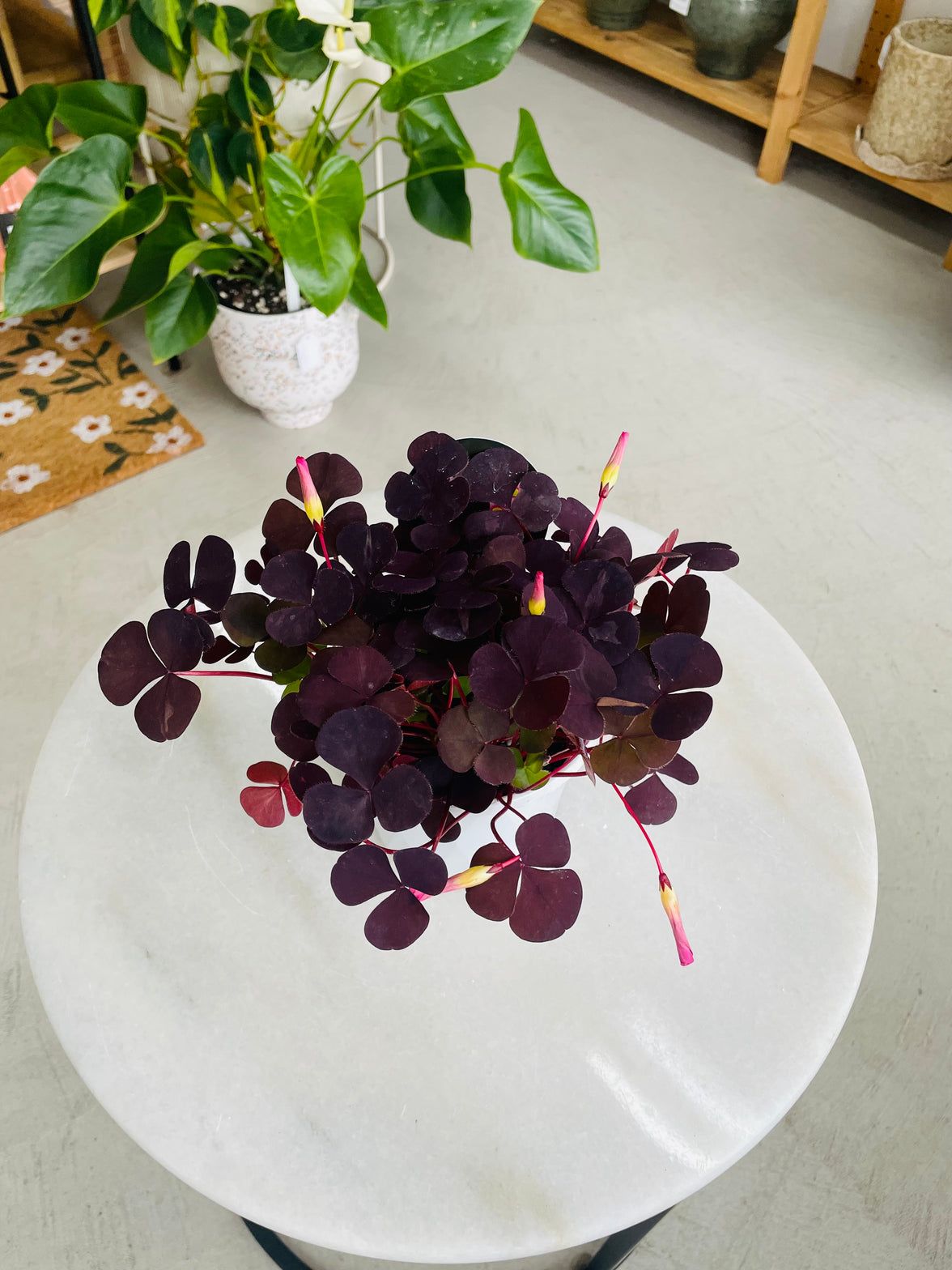 Oxalis purpurea var. 'Garnet' 130mm nursery pot