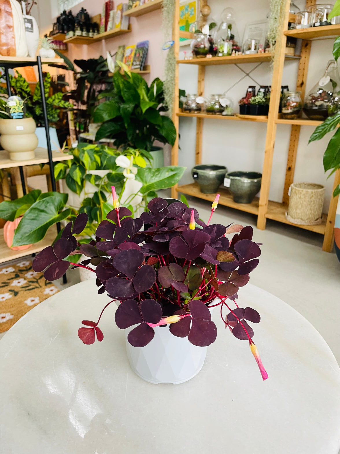 Oxalis purpurea var. 'Garnet' 130mm nursery pot