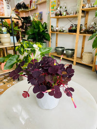 Oxalis purpurea var. 'Garnet' 130mm nursery pot