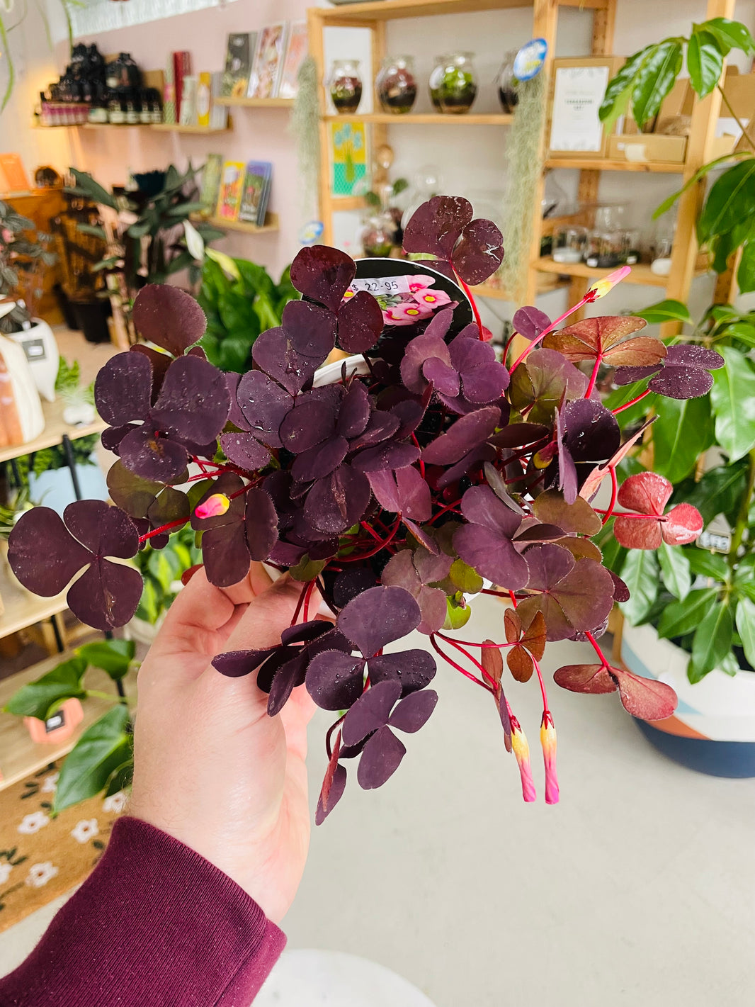 Oxalis purpurea var. 'Garnet' 130mm nursery pot