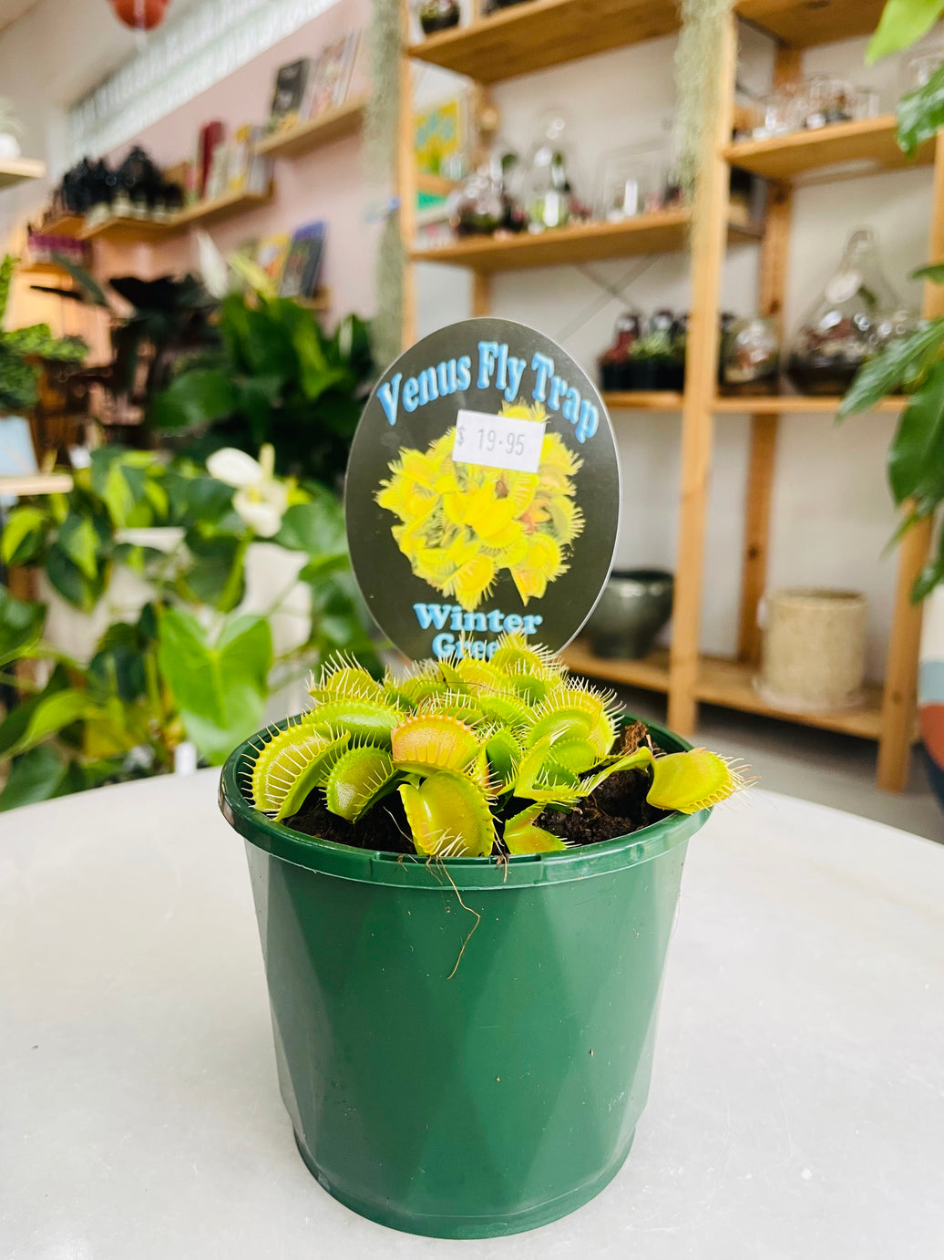 Venus Fly Trap 'Winter Green' 100mm nursery pot