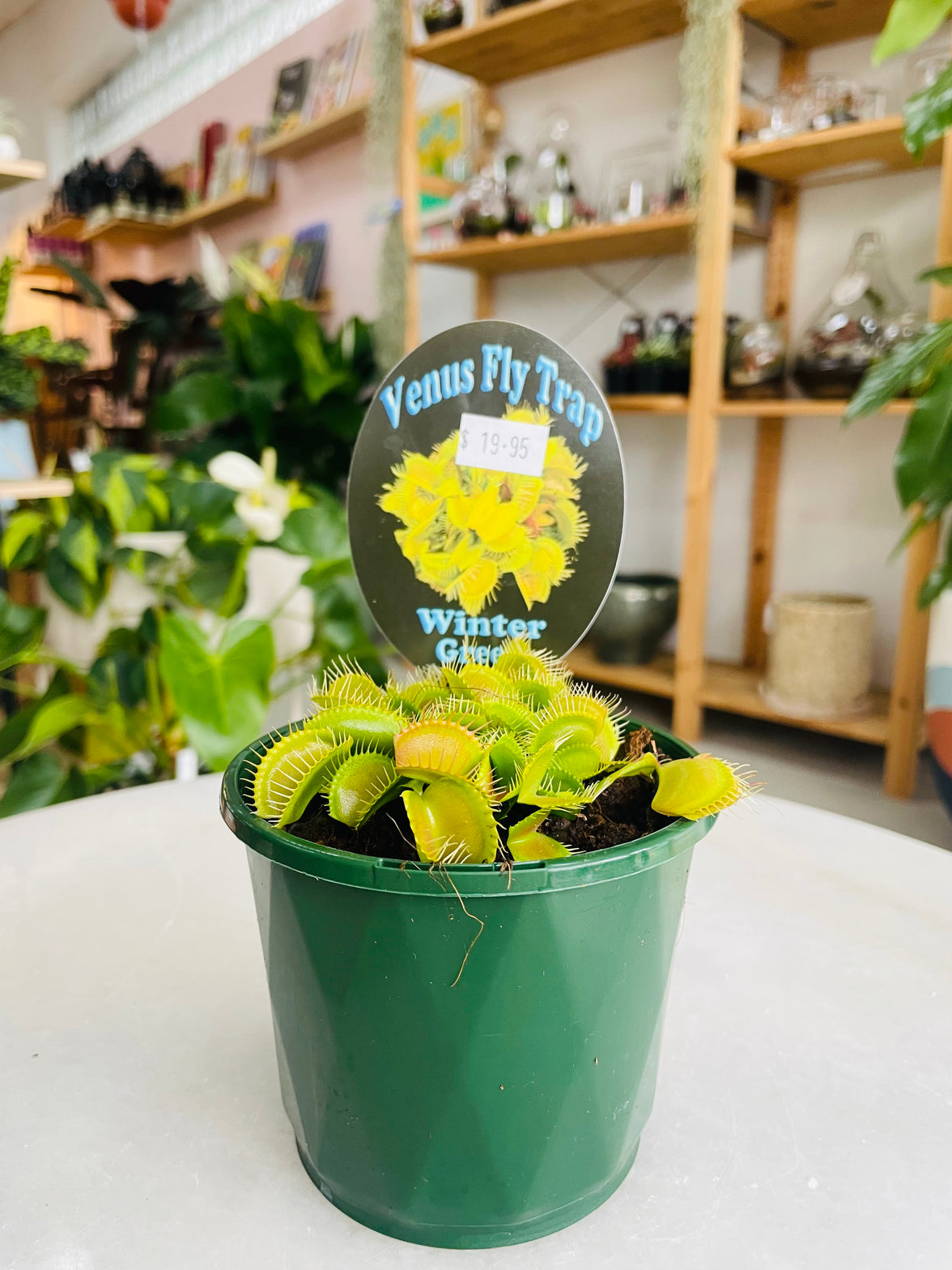 Venus Fly Trap 'Winter Green' 100mm nursery pot