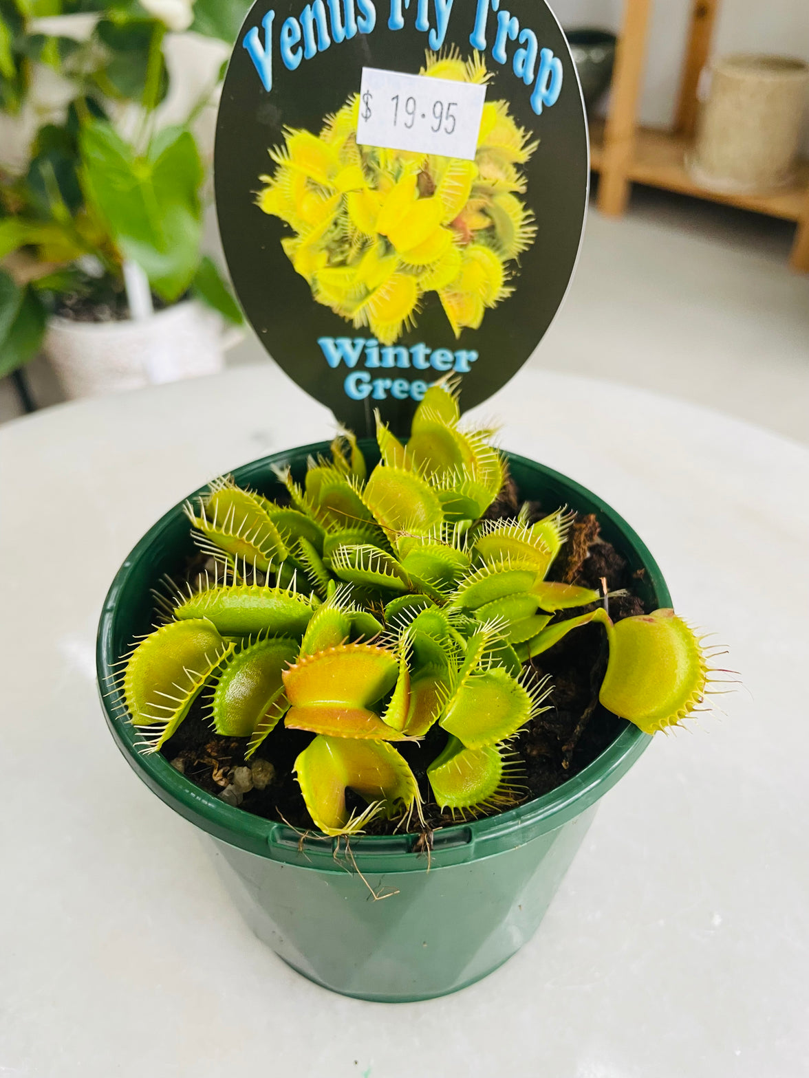 Venus Fly Trap 'Winter Green' 100mm nursery pot