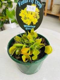 Venus Fly Trap 'Winter Green' 100mm nursery pot