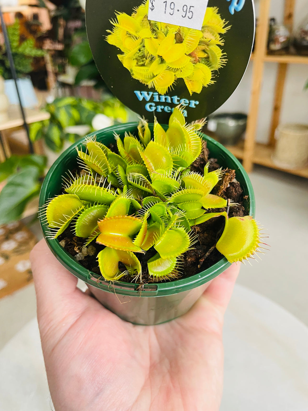 Venus Fly Trap 'Winter Green' 100mm nursery pot